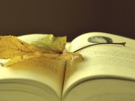 Leaf On A Book