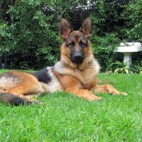 German Shepherd "Blade"