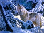 Winter Wolf