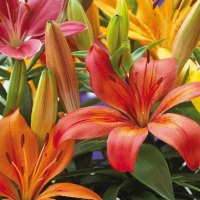 "Colourful Asiatic Lily's for Jean"