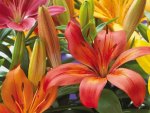 "Colourful Asiatic Lily's for Jean"