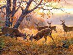 Deers in autumn