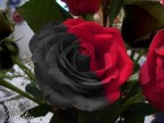 Black and Red Rose Beauty