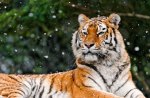 Siberian tigress