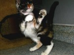 Cat playing martial arts