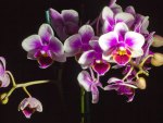 Lovely orchids
