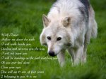 Wolf Prayer