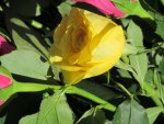 Sweet Yellow Rose