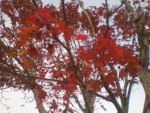 Red mini Maple Tree