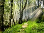 Path in the Forest