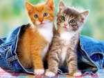 Kittens in jeans