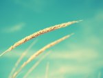Wheat and blue Sky