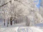 winter fairytale