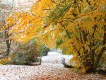 Autumn and snow