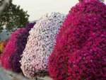 Petunia Trees