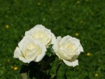 white rose