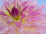 dew covered dahlia