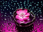 pink flower rain drop