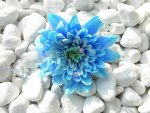 blue flower surouned by white pepples