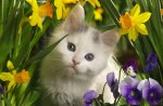kitten in the flowers