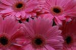 Pink flowers