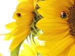 Sunflower Ladybug Play