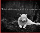 wolf wisdom