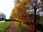Autumn pathway 2