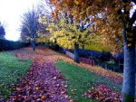 Autumn pathway 3