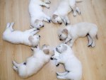 Six Cute Puppies