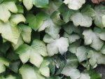 Creeping Ivy