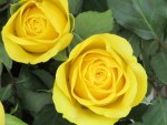 Yellow Rose Hearts