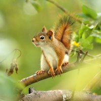 *** Squirrel on a branch ***