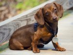 *** Cute brown dachshund ***