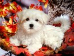 *** Cute white puppy ***