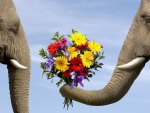 Elephants Flowers