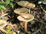 Large Toadstools