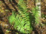 Sunshine Fern