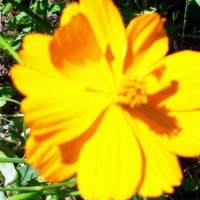 pretty yellow flower bathed in sunshine.