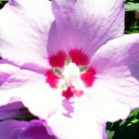 pretty purple and pink flower