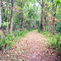 lovely fall path