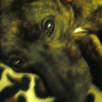 beautiful sleepy dog