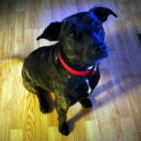 beautiful, obedient dog.