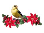 Poinsettias and bird