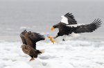 *** Fighting eagles ***