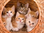 *** The family cat in a basket ***