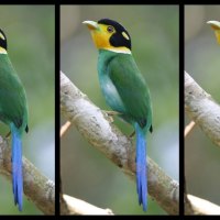 yellow throated broadbill