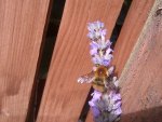 Bumble on Lavender