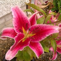 Vibrant Lily