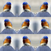 eastern bluebird-male